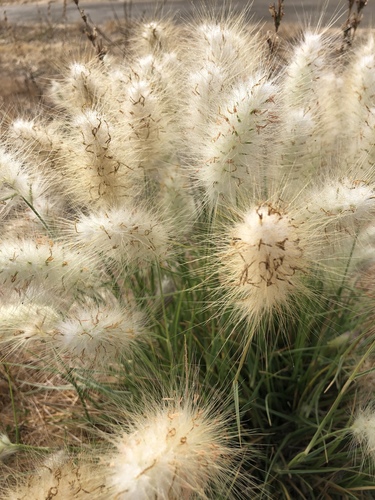 First Knight Portfolio Fountain Grass