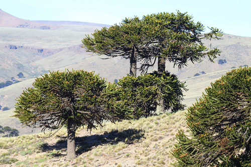 Monkey Puzzle