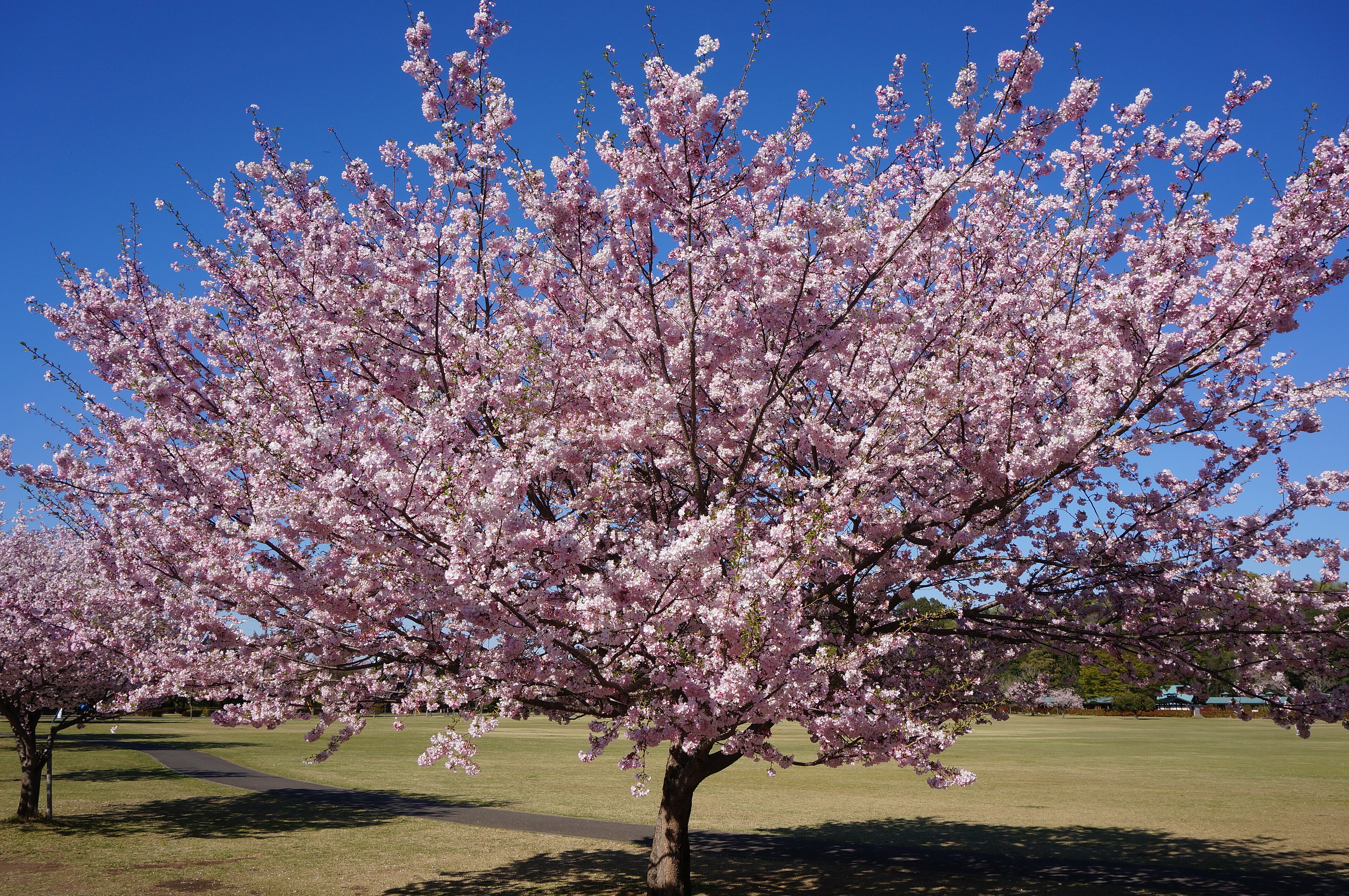 Double Weeping Cherry