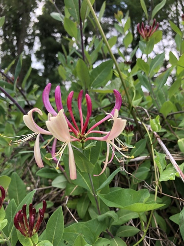 Proven Winners Honeysuckle True