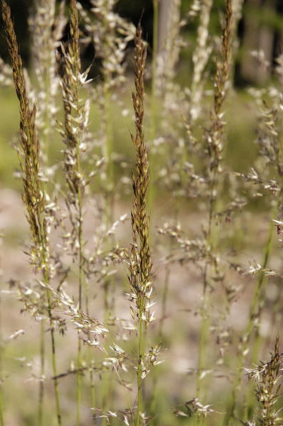 Korean Feather Reed Grass