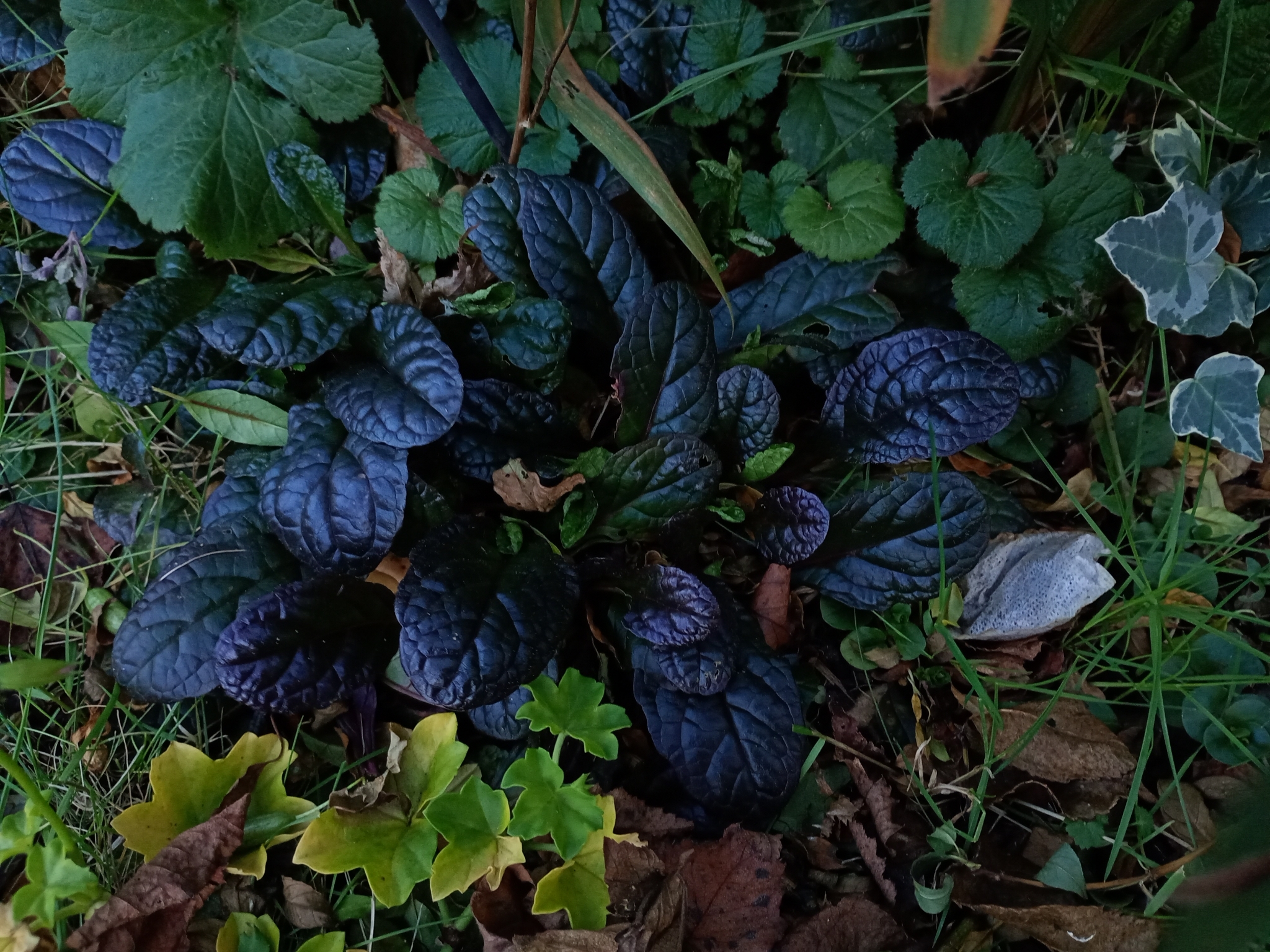 Bugleweed