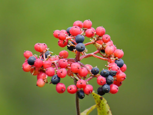 Prague Viburnum