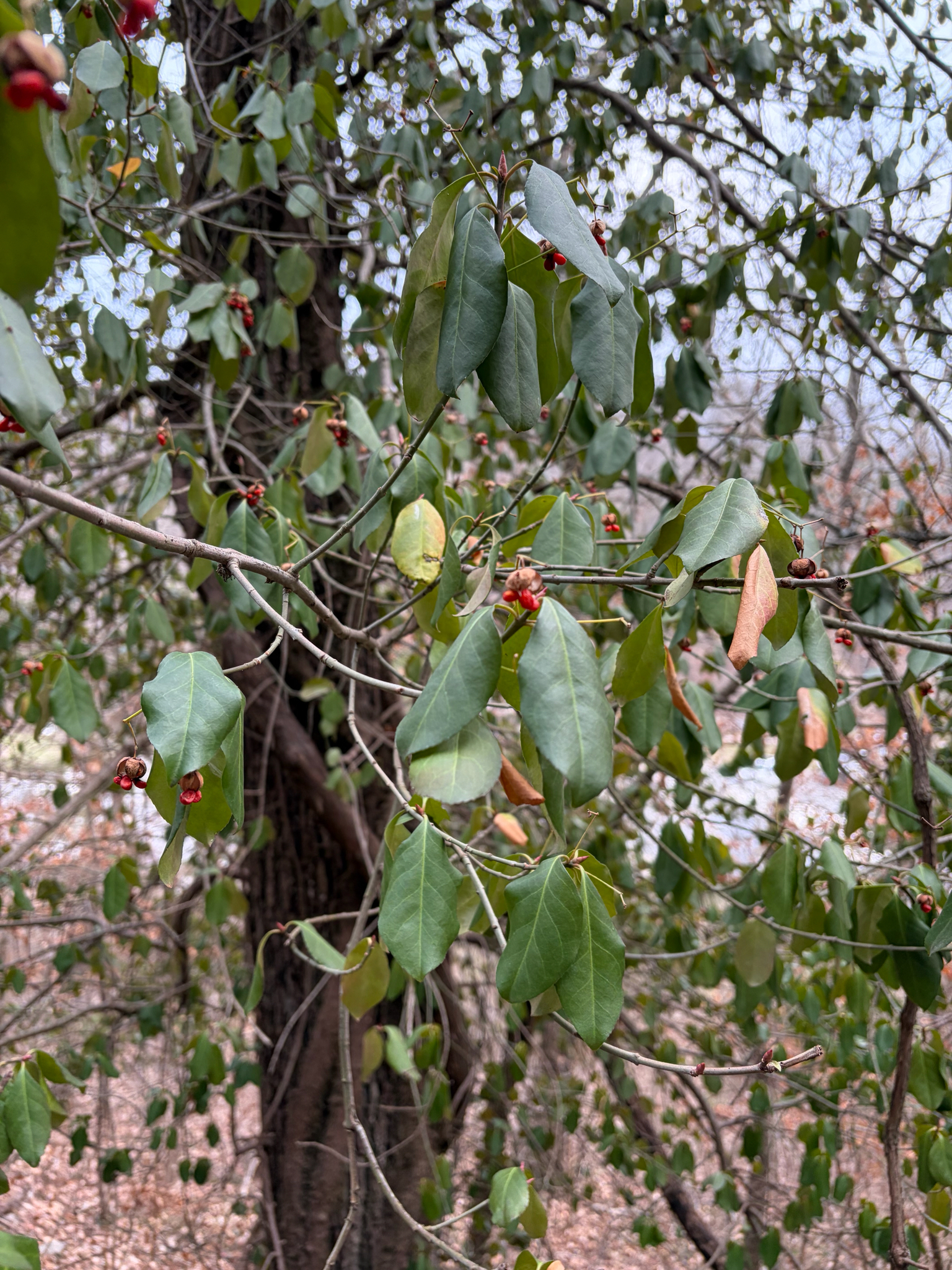 Wintercreeper 'Moonshadow'