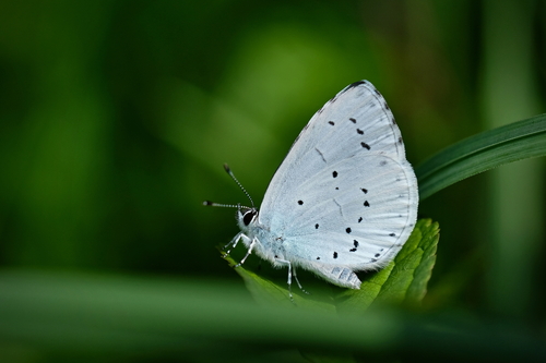 Blue Holly