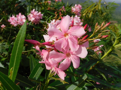 Petite Pink Oleander