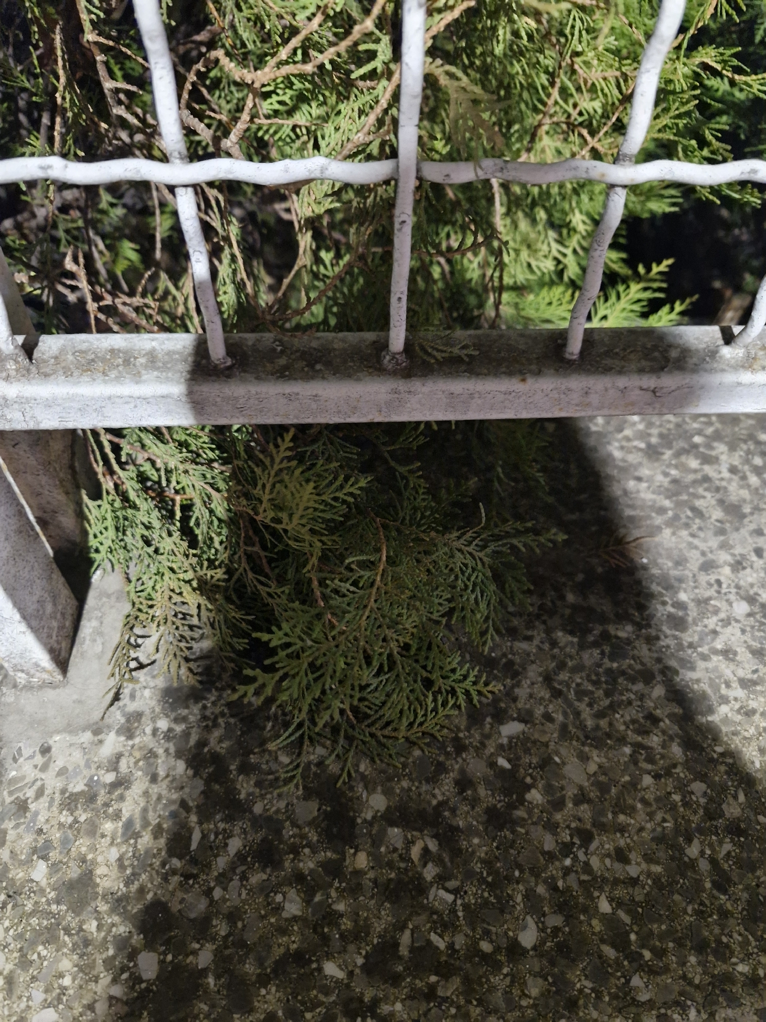 Golden Mop Sawara Cypress