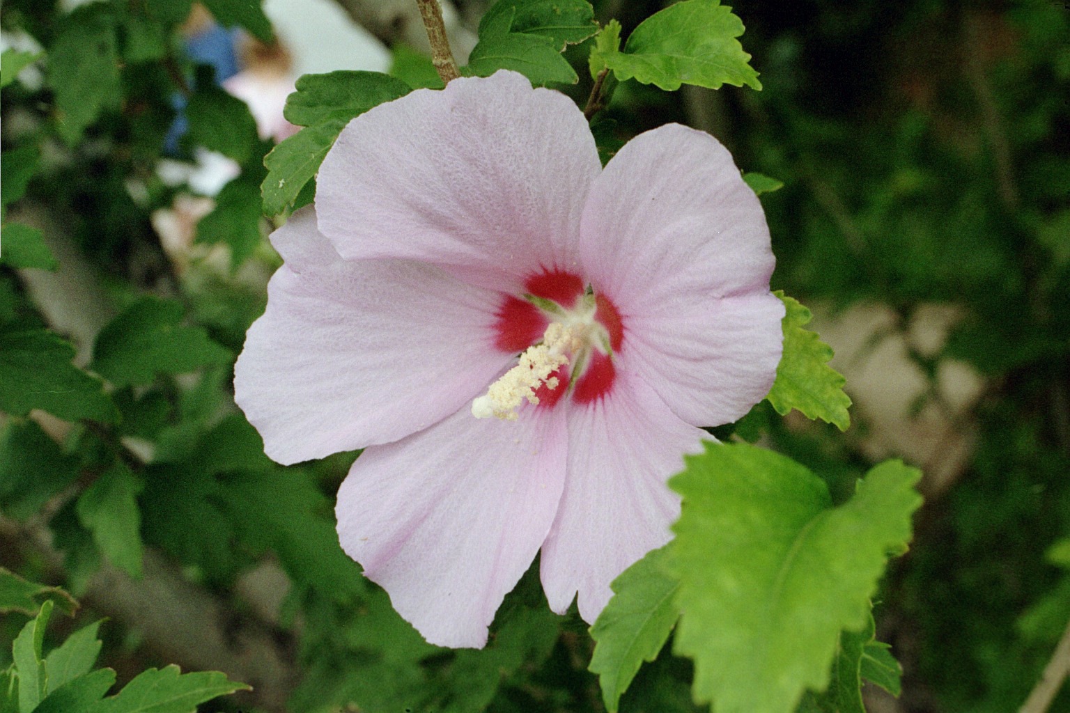 Rose of Sharon Tree Form Standard