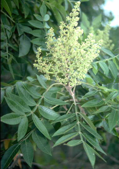 Dwarf Sumac