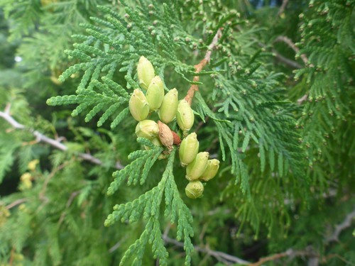 Proven Winners American Pillar Arborvitae