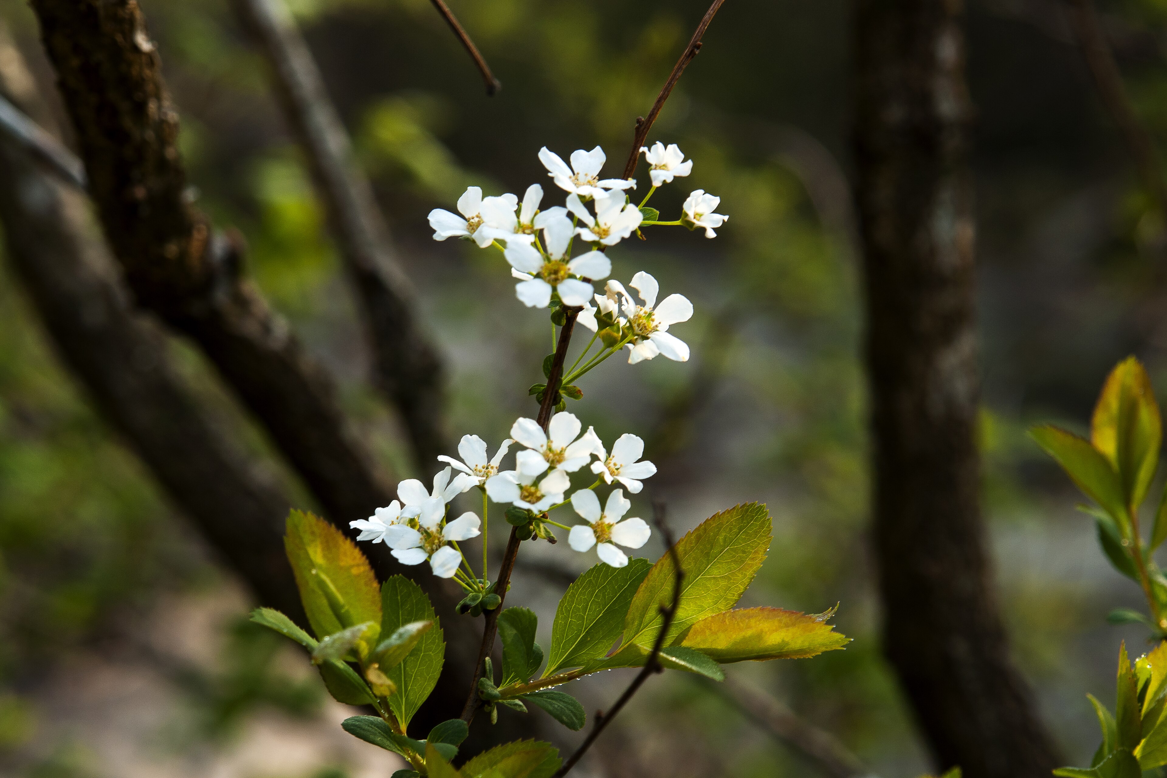 Bridal Wreath Spiraea