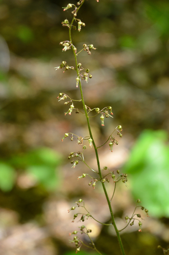 Coral Bells