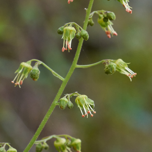 Coral Bells