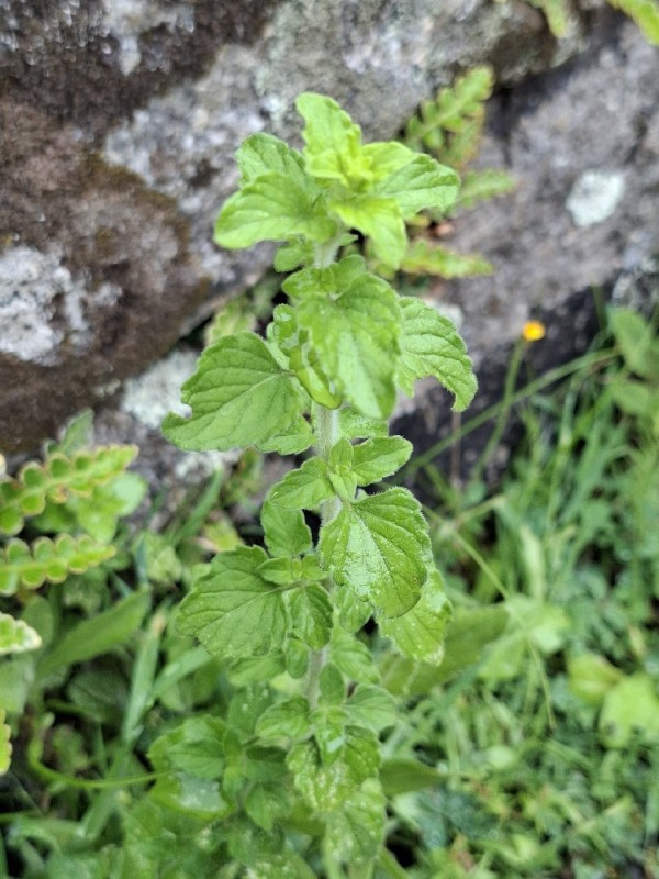 Calamint