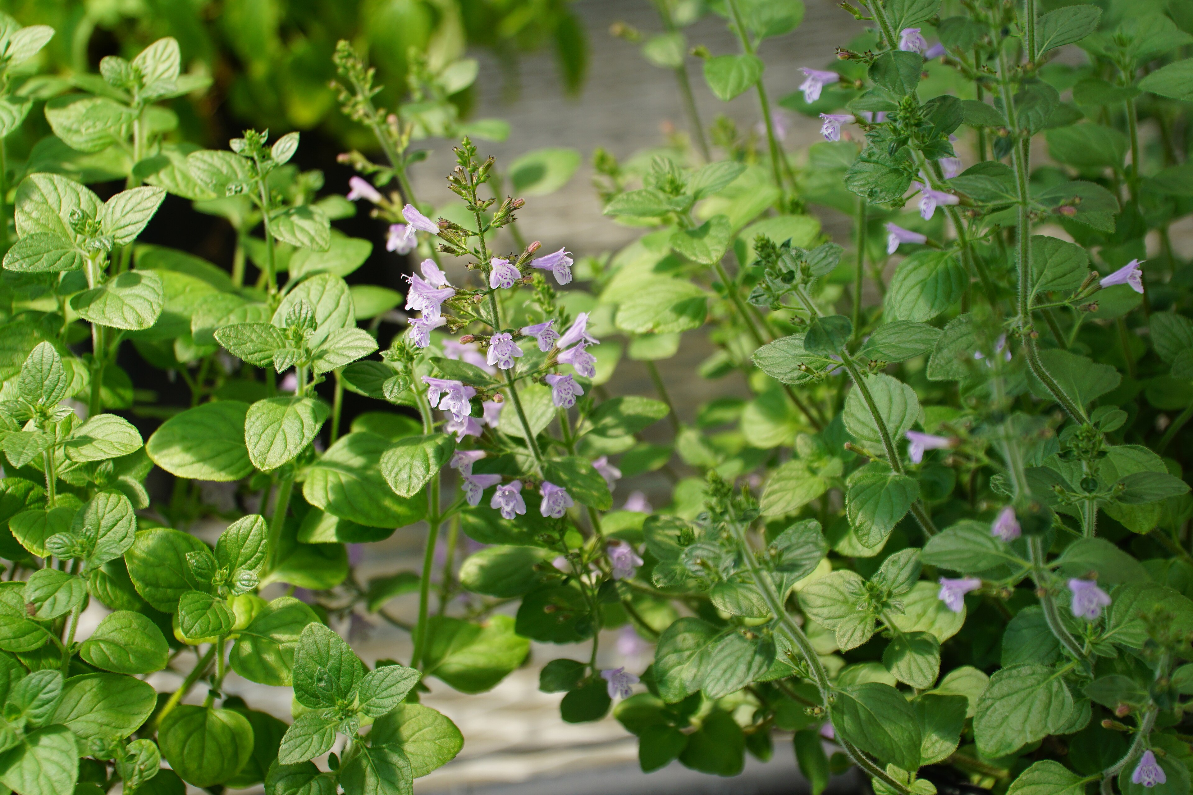 Calamint