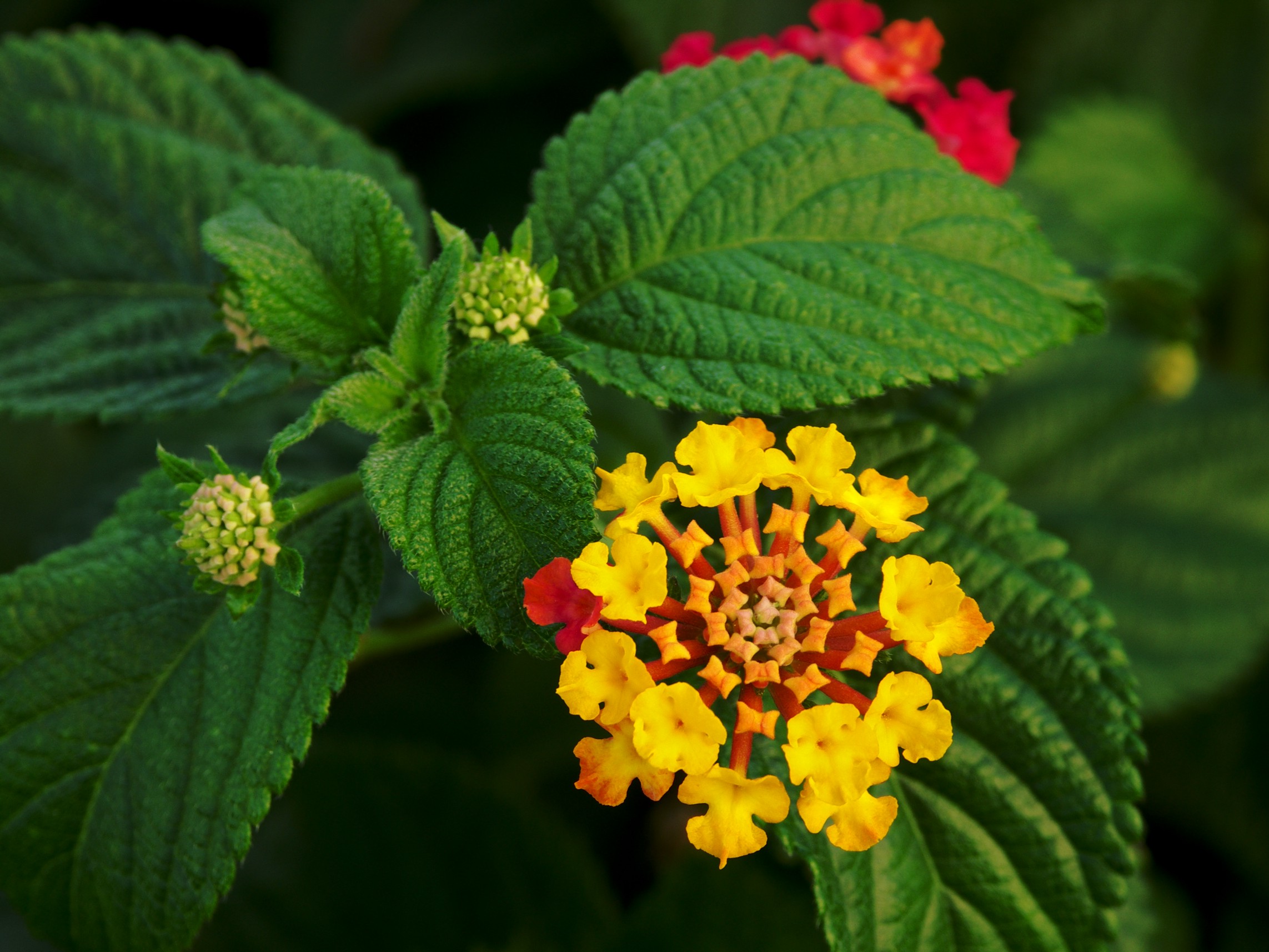 Lantana Tree Form Standard True