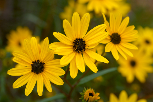 Narrowleaf Sunflower