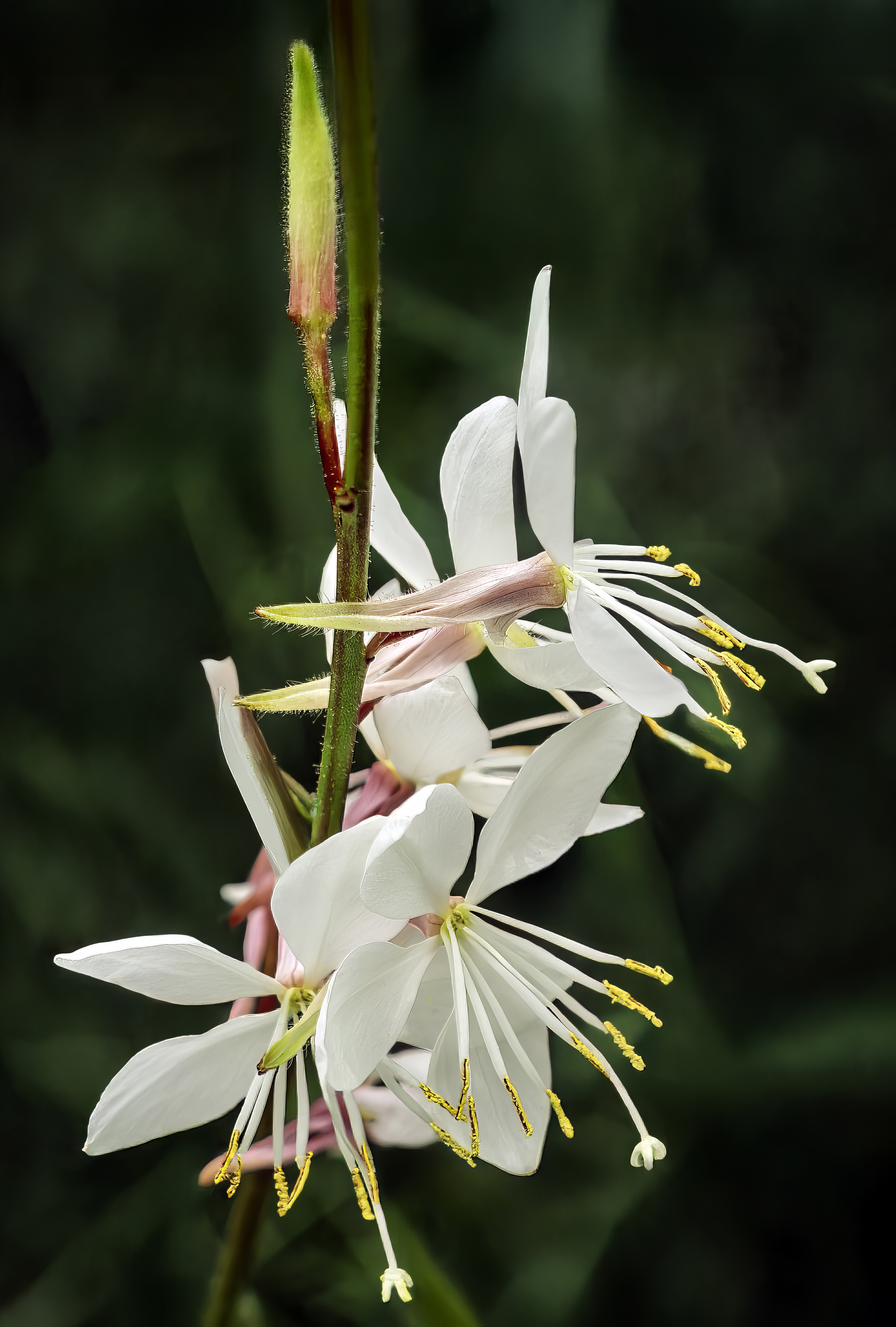 Siskiyou Pink Gaura