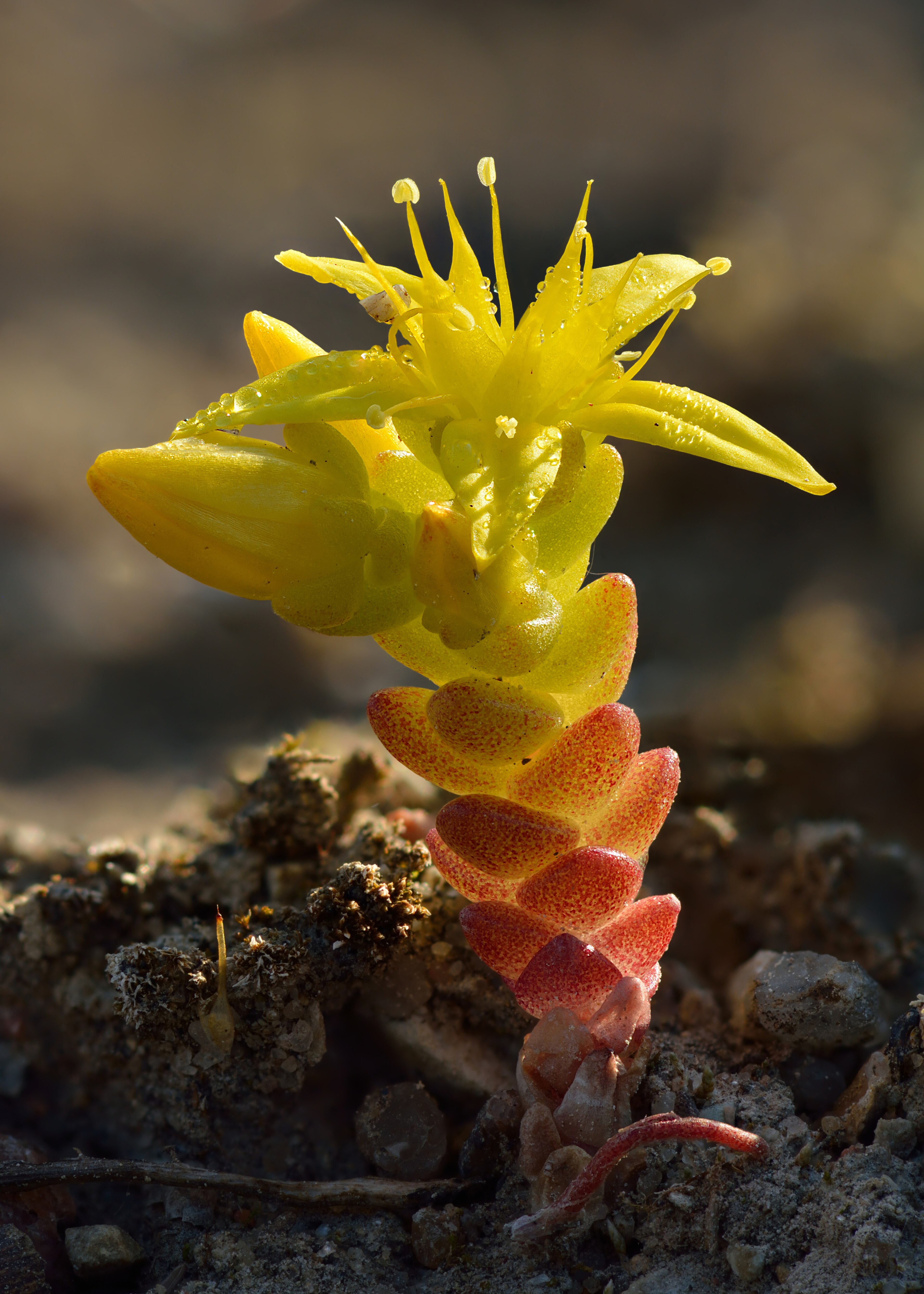 Stonecrop 'Autumn Joy'