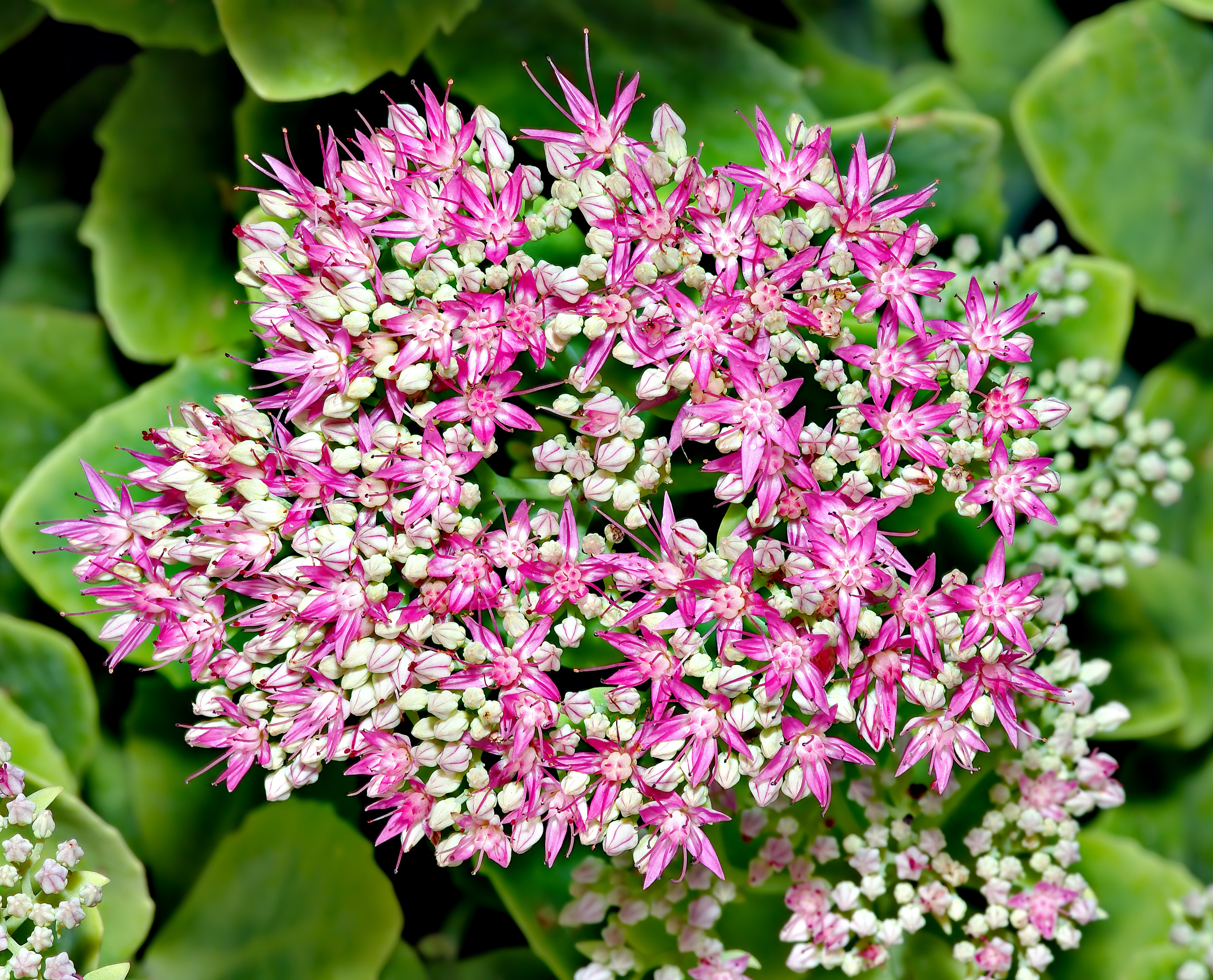Stonecrop 'Autumn Joy'