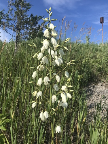 Curlyleaf Yucca