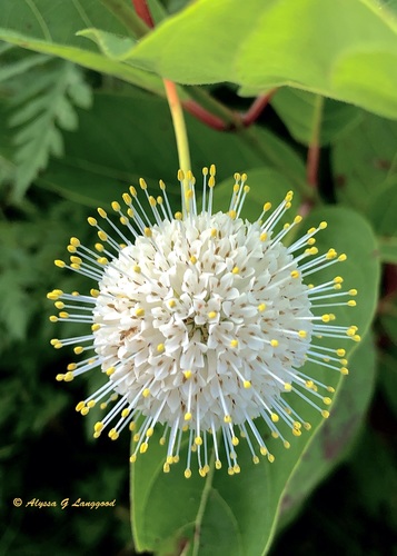 Buttonbush 'Sugar Shack'