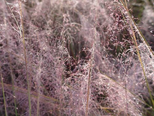 Ruby Muhly Grass