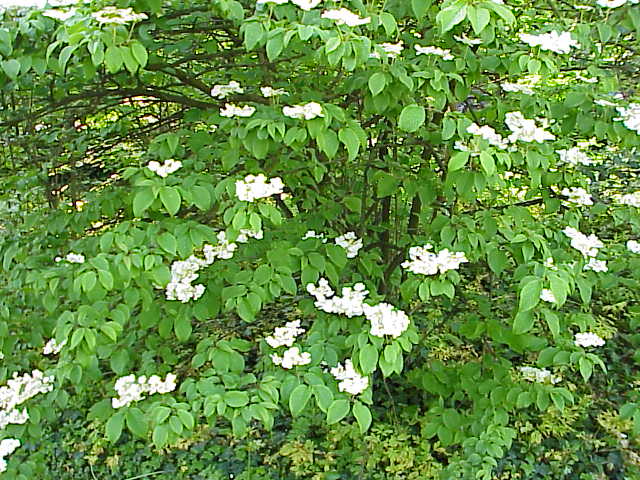 Doublefile Viburnum