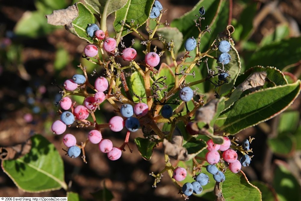 Brandywine® Possumhaw Viburnum