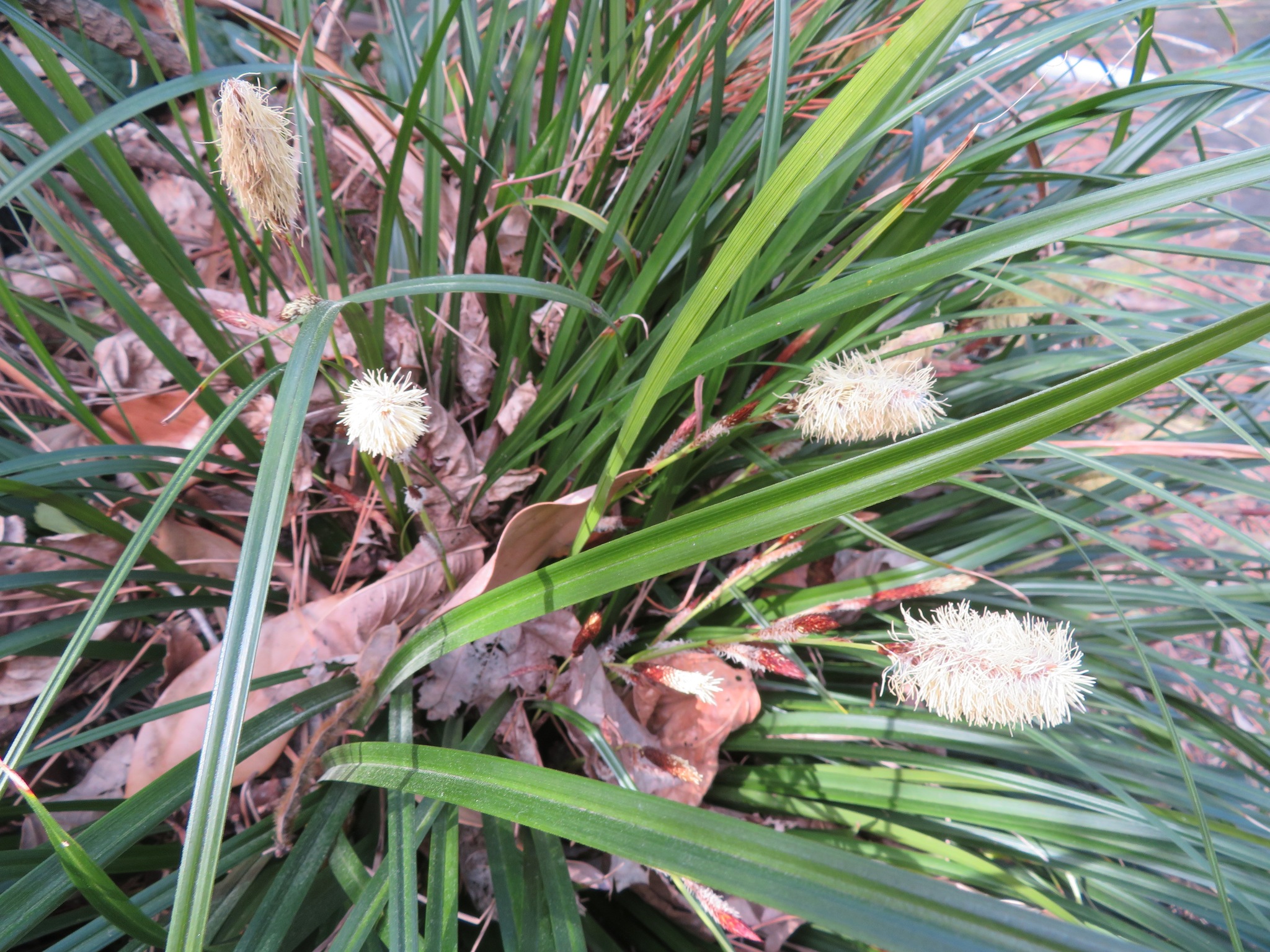 EverColor 'Everest' Variegated Sedge