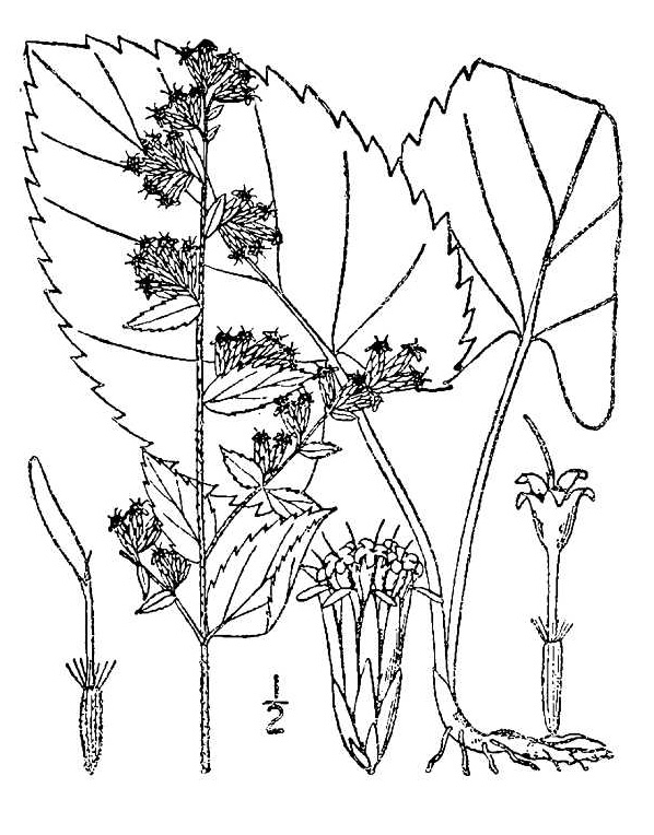 Goldenrod