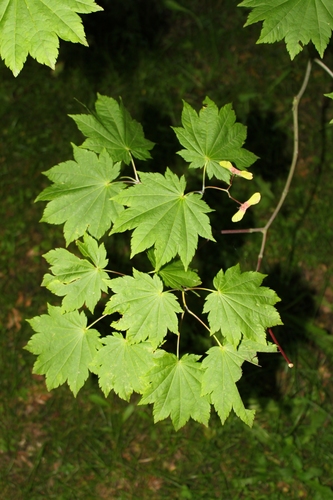 Full Moon Maple