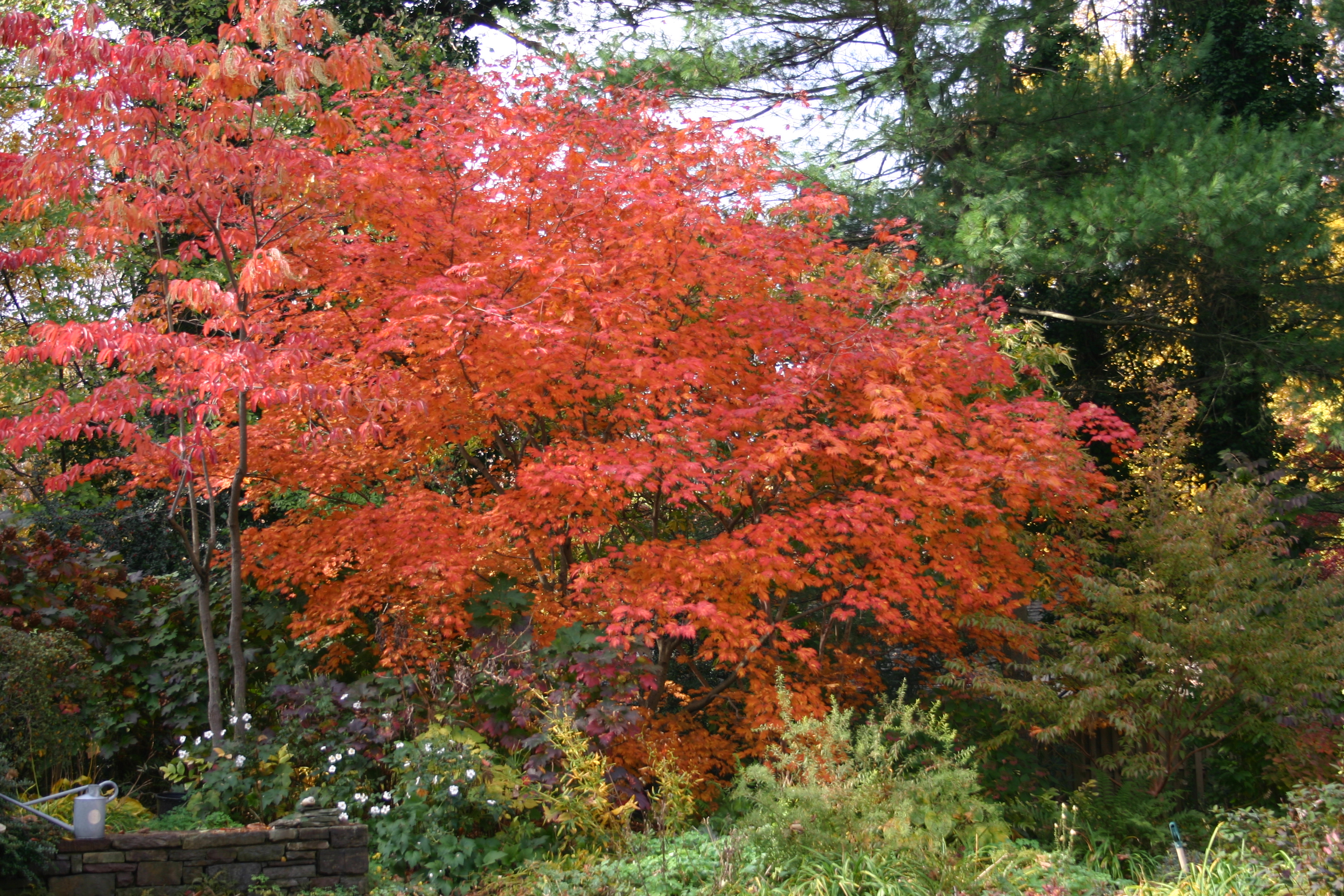 Full Moon Maple