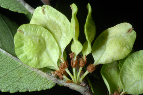 Frontier Elm