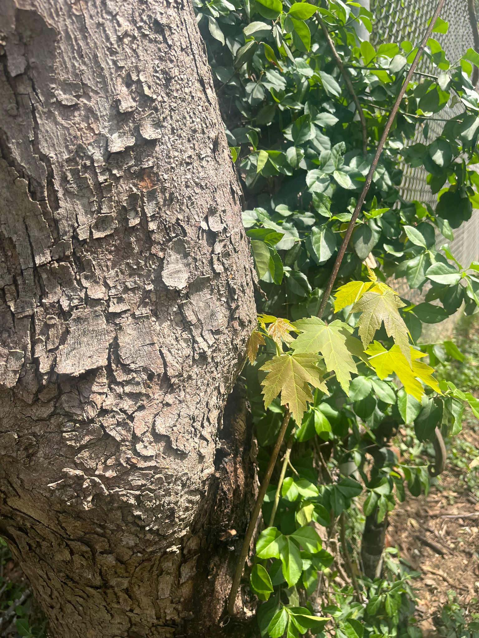 Freeman Maple