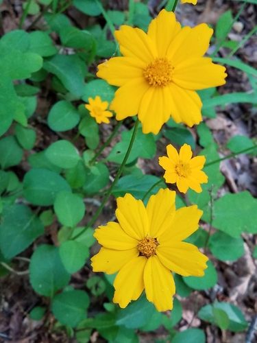 Dwarf Tickseed