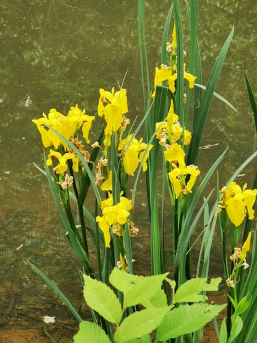 Yellow Flag Iris