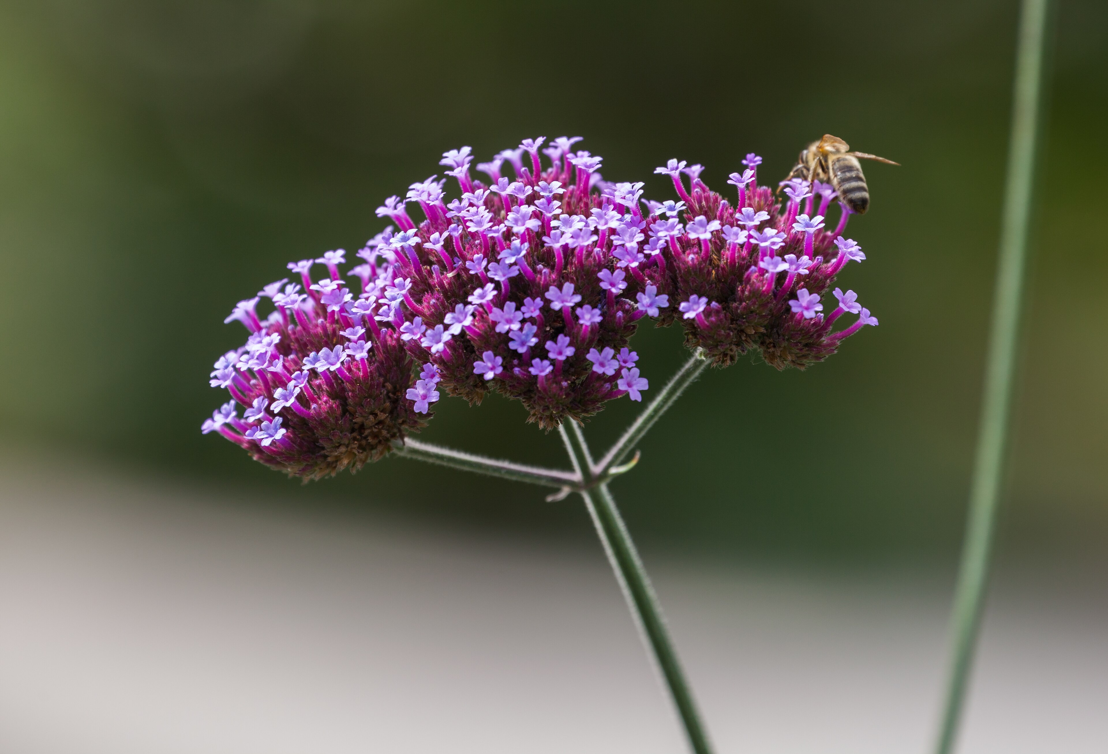 Tall Brazilian Vervain