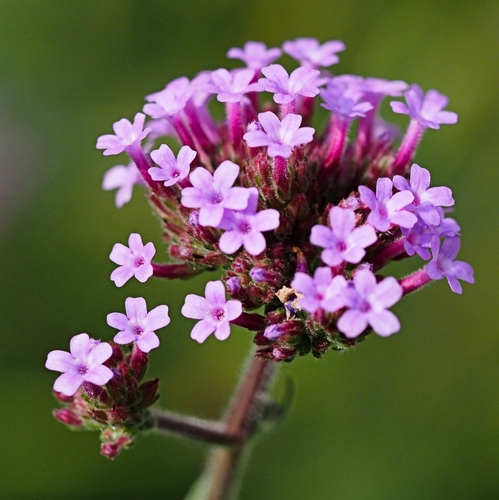 Tall Brazilian Vervain