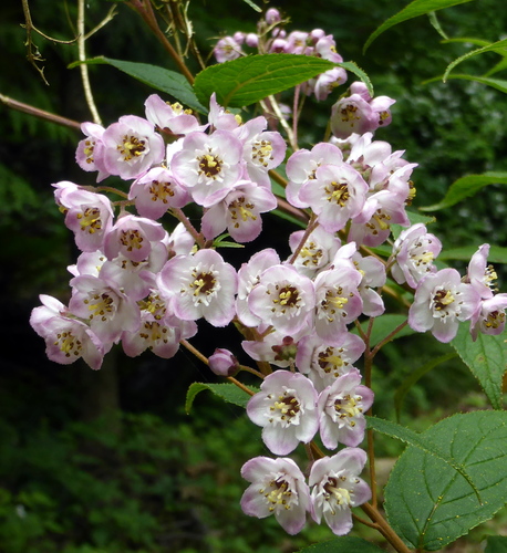 Yuki Cherry Blossom Deutzia
