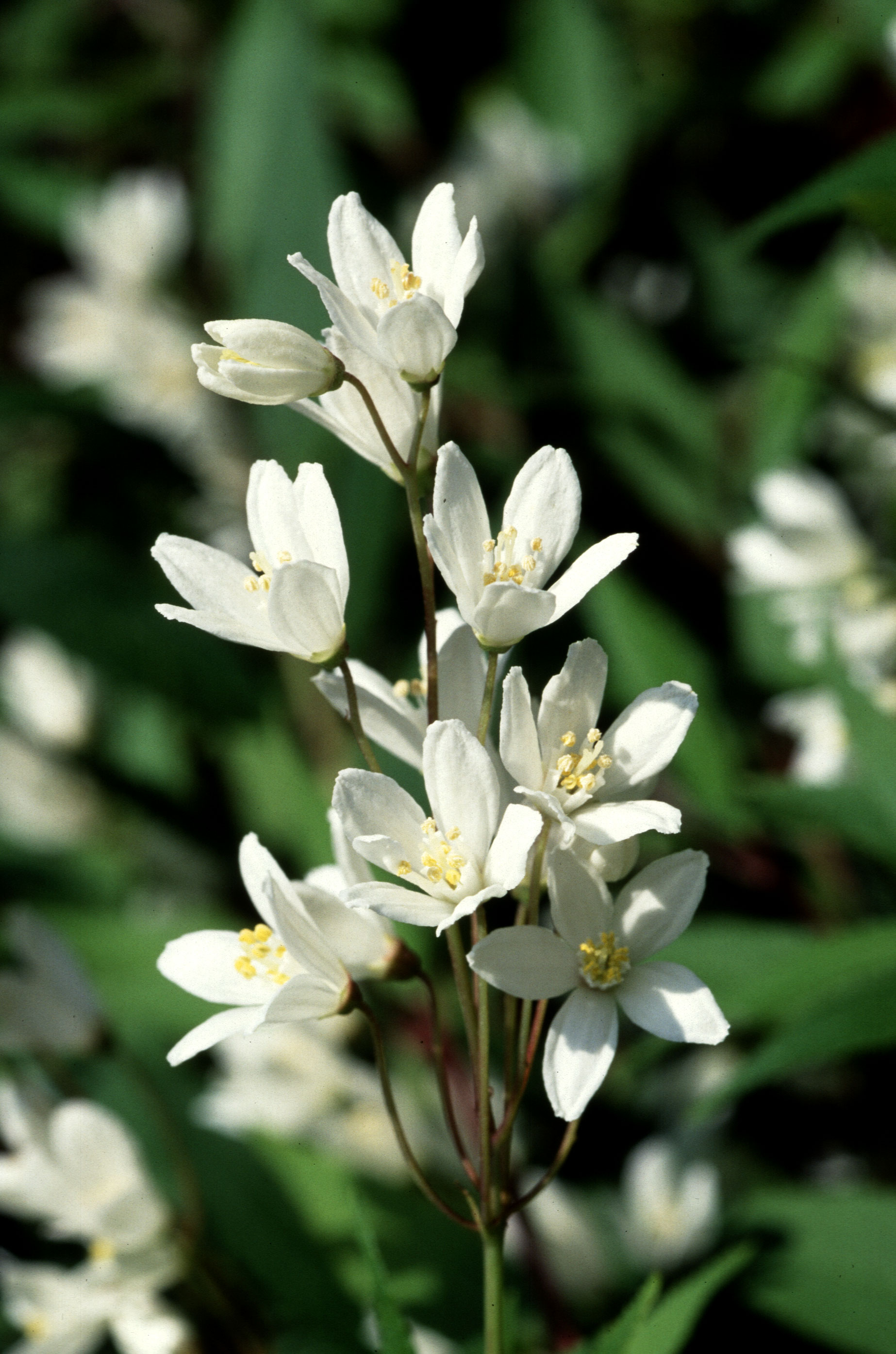 Yuki Cherry Blossom Deutzia