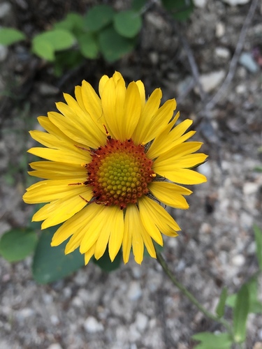 Arizona Sun Blanket Flower