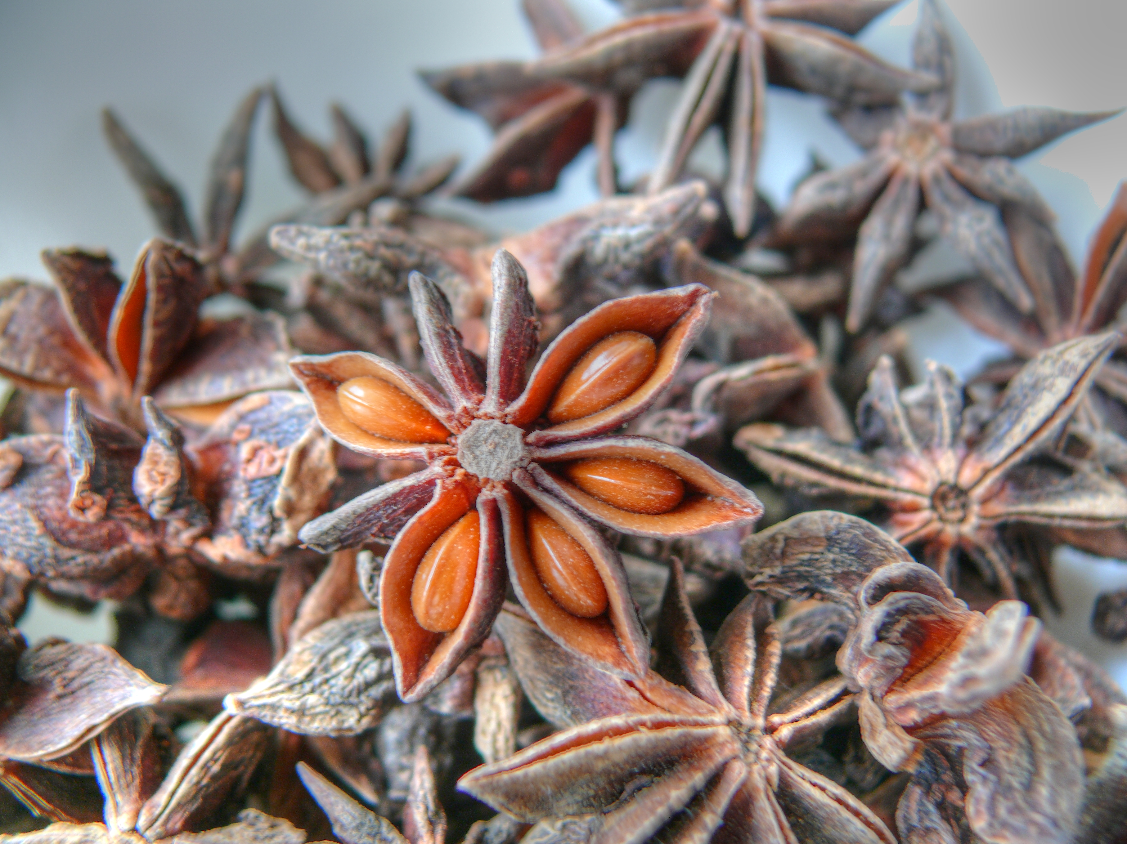 Florida Anise