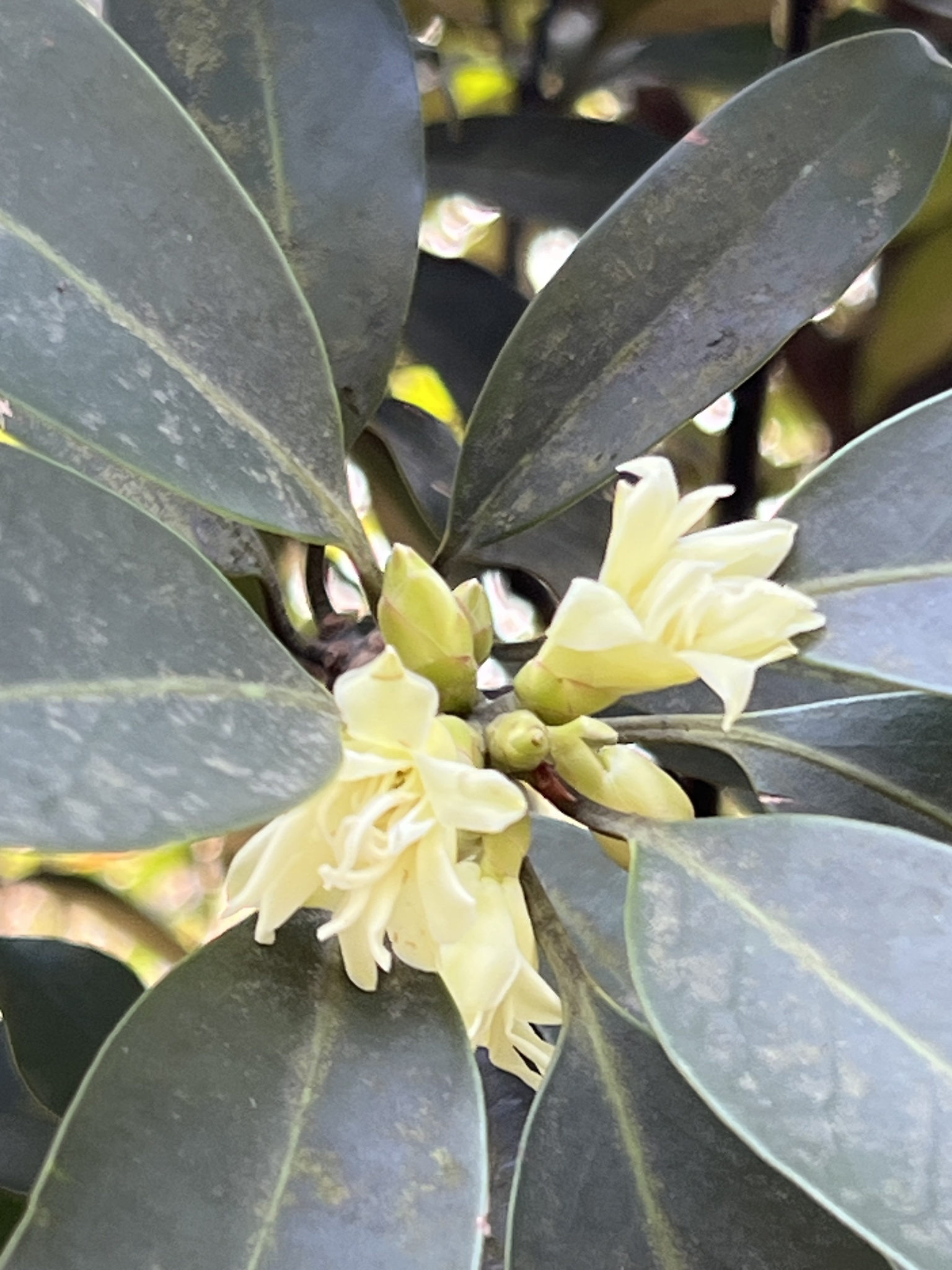 Florida Anise