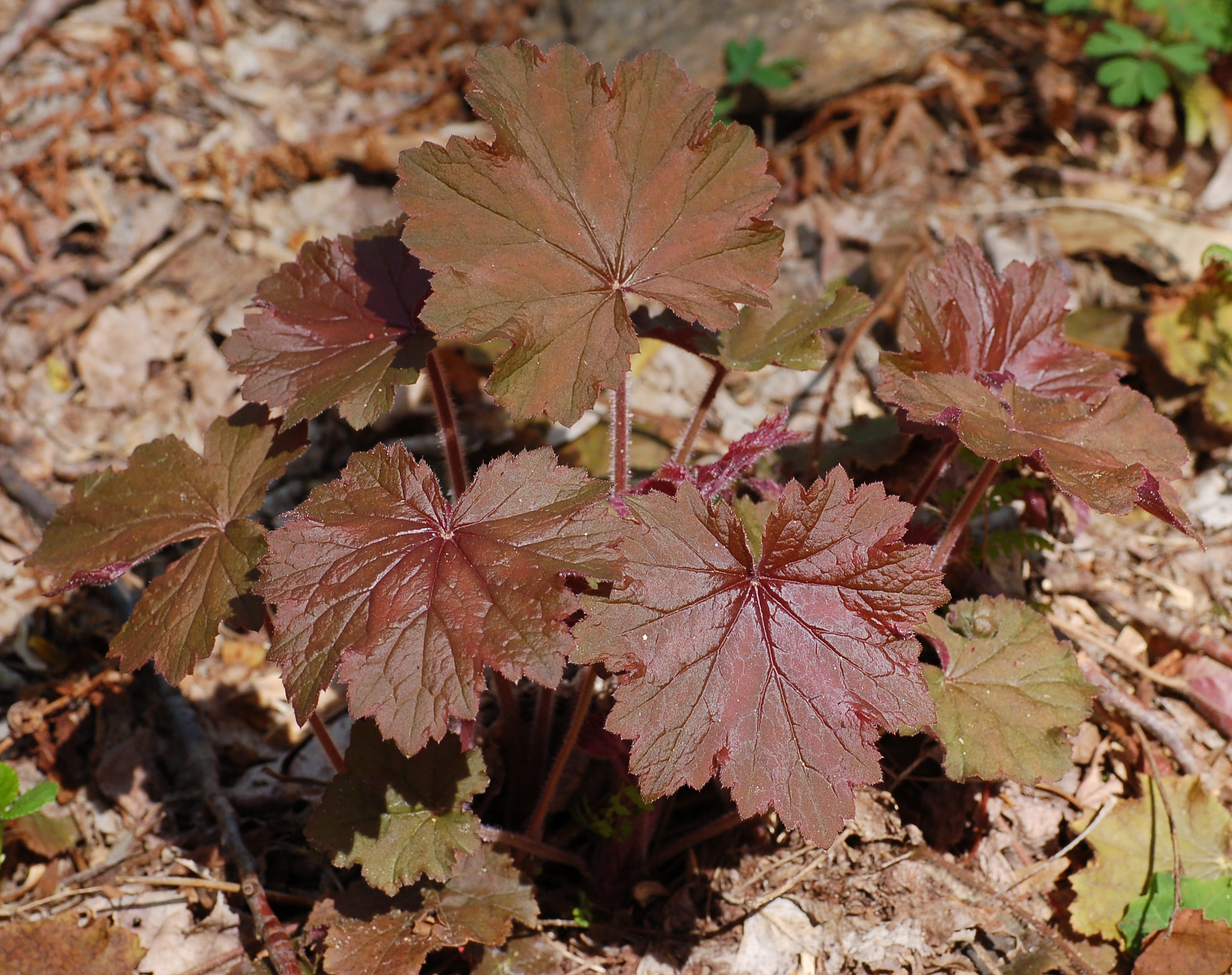 Coral Bells