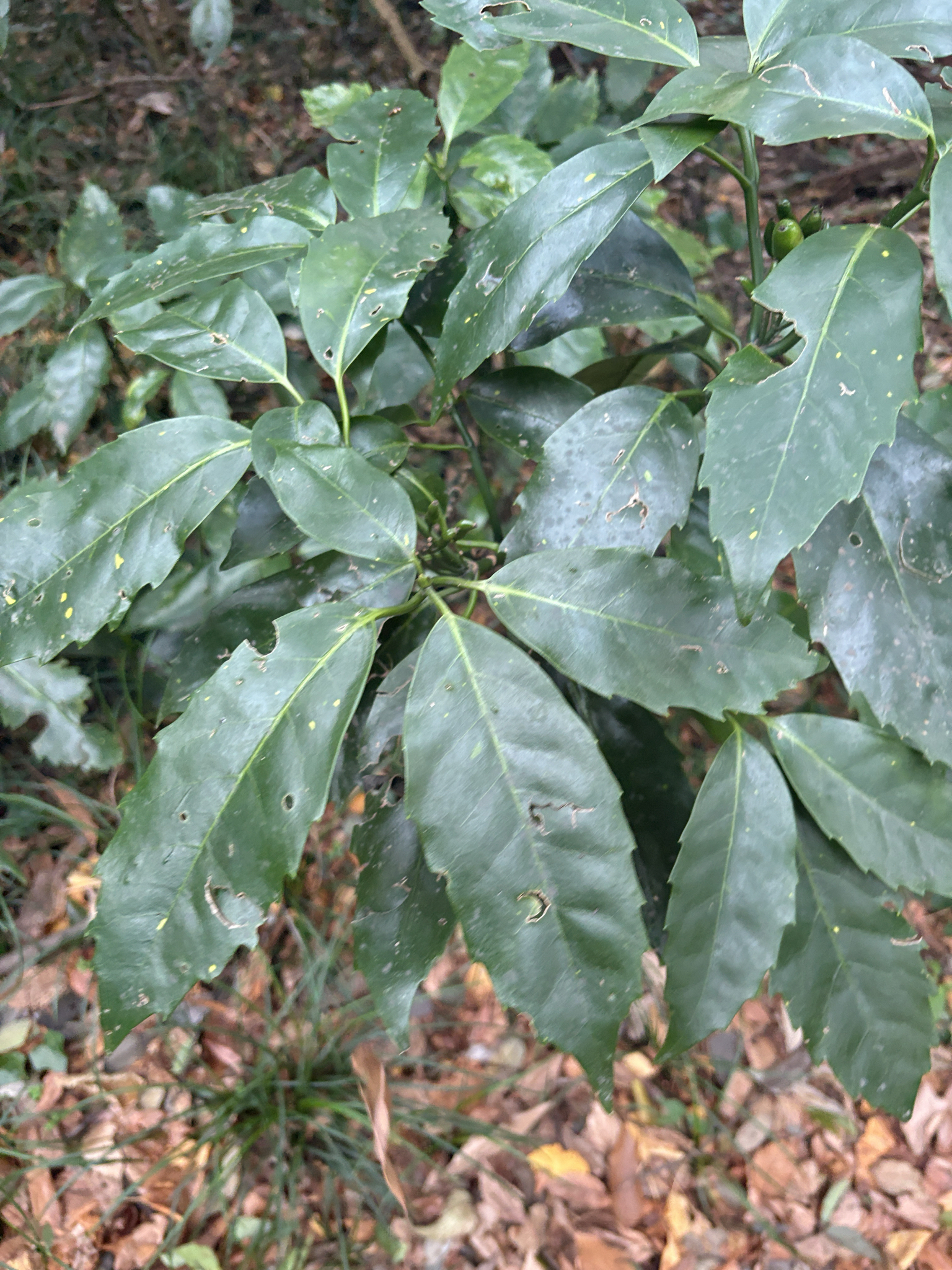 Spotted Laurel