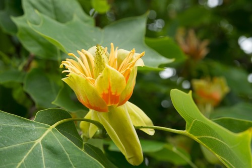 Tulip Tree