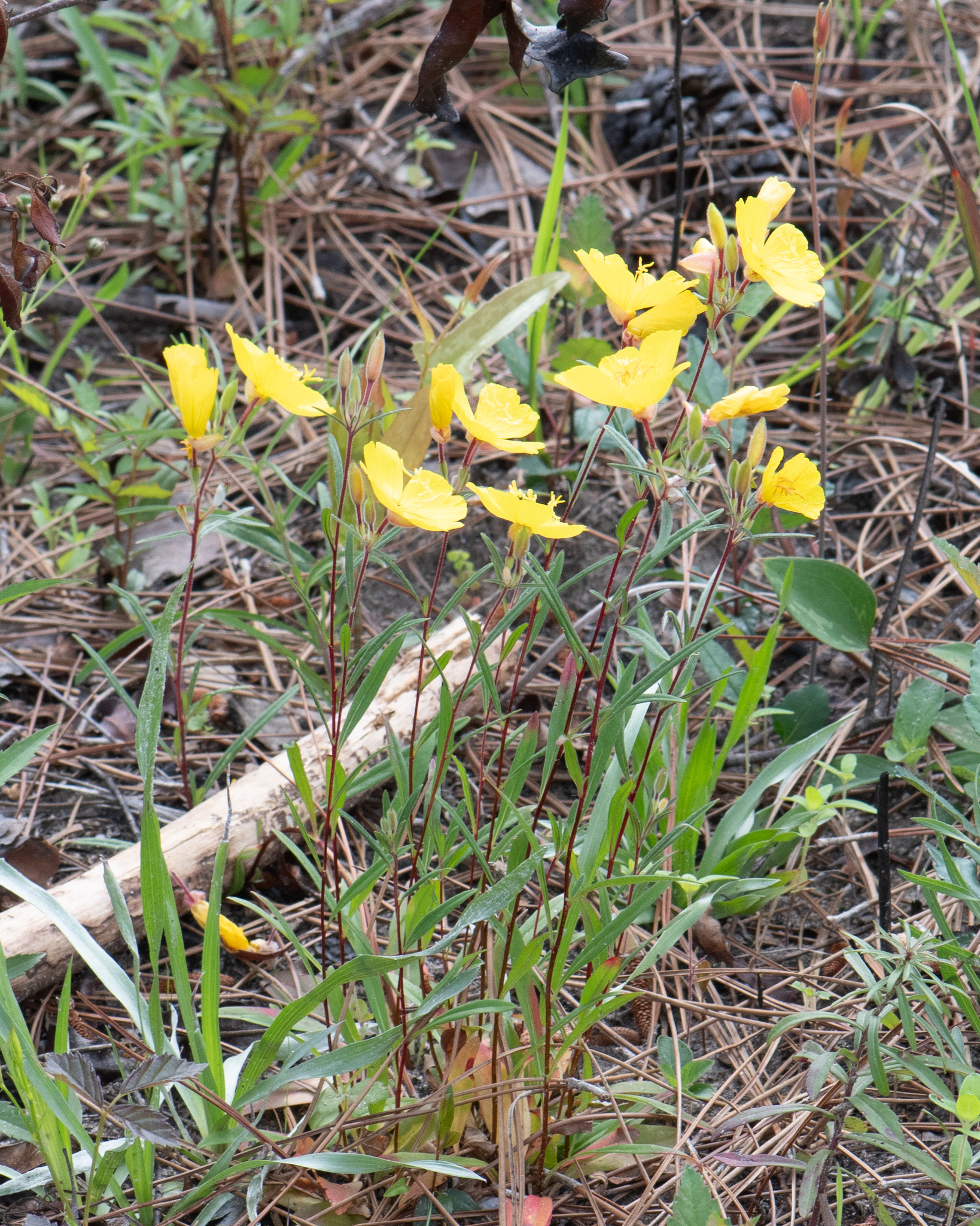 Sundrops