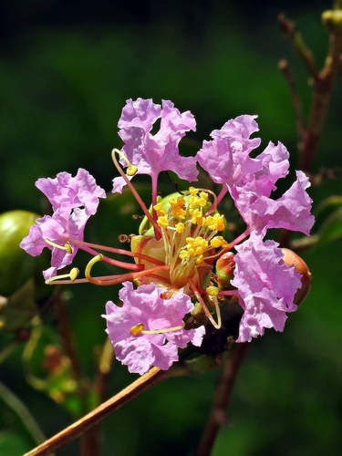 Dynamite Crape Myrtle