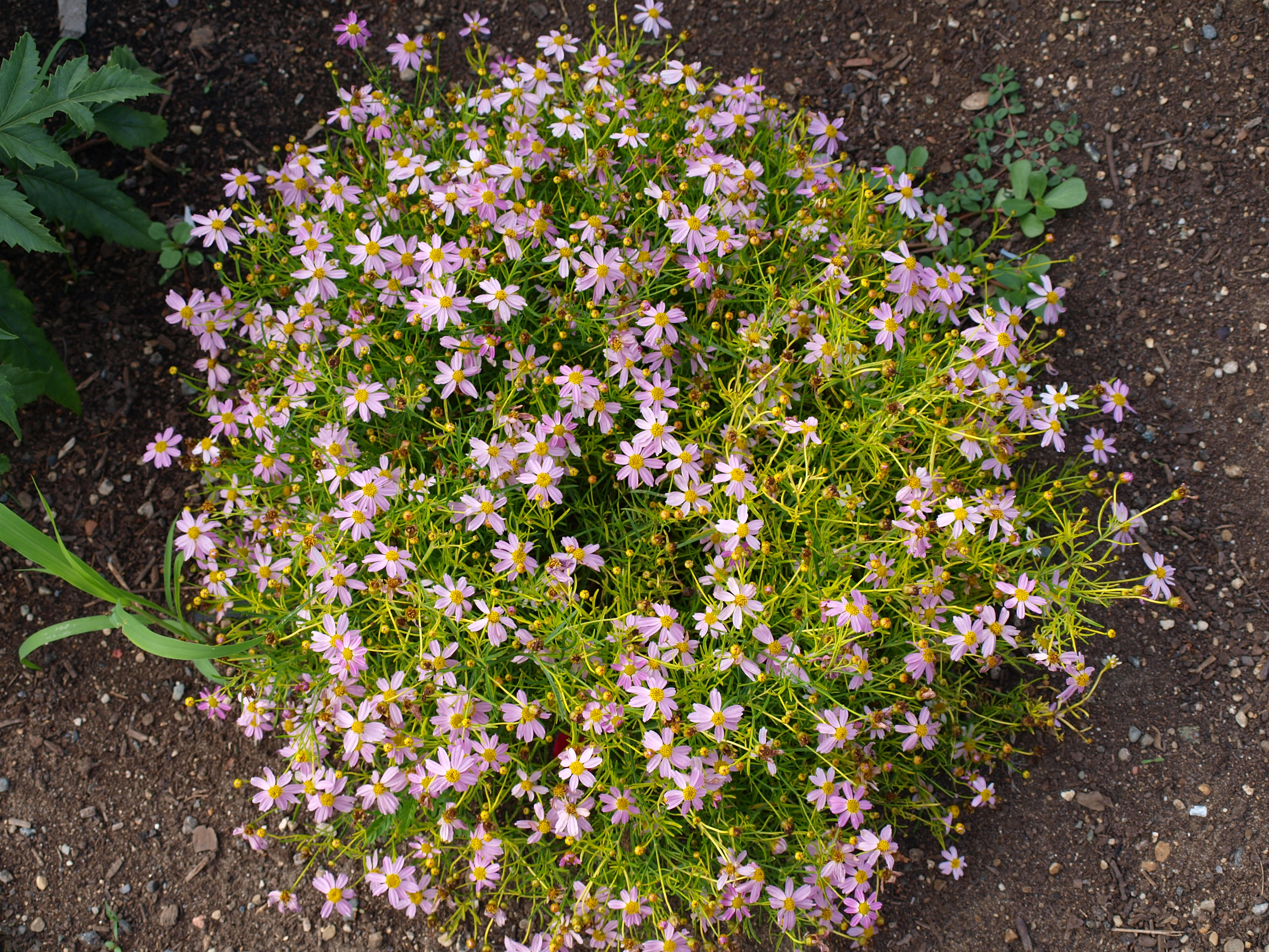 American Dream Tickseed